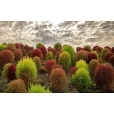 Image result for Buchnera keilii