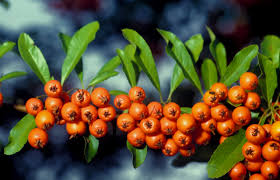 Die beeren sind giftig aber nicht so giftig wie der volksglaube es meint. Botanikus Feuerdorn