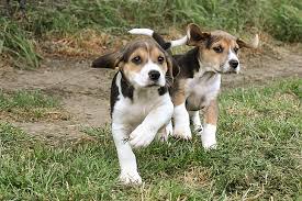 Image result for Harrier dog