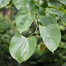 It was broken and not very lively but the replacement tree was very nice and acceptable! American Redbud Tree On The Tree Guide At Arborday Org
