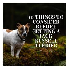 Small tan and white terriers that technically belong to other breeds are sometimes known erroneously as jack russells. 10 Things To Consider Before You Get A Jack Russell Terrier Pethelpful