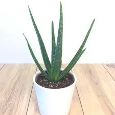 Aloe vera pflanze → die wertvollsten tipps zum thema: Aloe Vera Pflanze 13cm Topf Schnell Und Gunstig Online Kaufen Meingartenshop