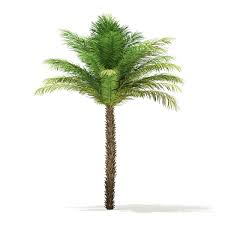 Date Palm Tree 3d Model 5m Palm Date Model Tree Palm Trees Date Palm 3d Model