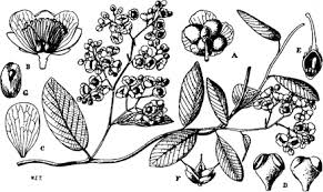 Image result for Tetracera alnifolia