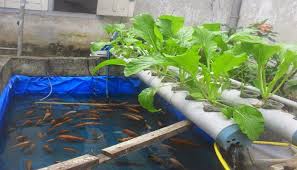 Metode Mudah Budidaya Ikan Mas Mengunakan Terpal Plastik Ikan Mas Ikan Tanah