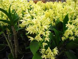 Dendrobium Speciosum Yellow Flower Type This Is Rare And Unusual That S Why I Like It Dendrobium Speciosum Types Of Flowers Orchid Plants