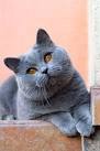 9 Easy-Going Cat Breeds - Pet Central by Chewy