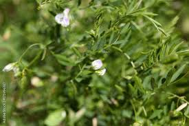 Image result for Lens culinaris