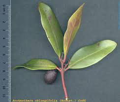 Image result for Acokanthera