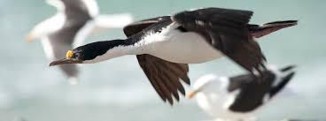 Are You An Avid Bird Watcher And Would You Like To See The Blue Eyed Shag Oceanwide Expeditions Offers Various Expedition C Bird Watching Bird Beautiful Birds