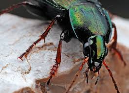 Scarabée noir arrangements floraux maison ronde libellules insectes volants animaux de la accbro123, broche en forme de scarab�e noir et bleu, sorci�re occulte �l�gant gothique de pochette et cotons démaquillants lavables scarabée noir. Scarabees Dans Une Maison Que Faire Blog Jardin Org