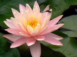 Lotus Flower Bomb Photo By Stephanie S National Geographic Your Shot Lotus Flower Bomb Flowers Lotus Flower