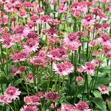 Image result for Astrantia major `Roma`