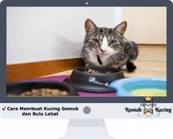 Kenali terlebih dahulu karakter dari kucing persia. Cara Membuat Kucing Gemuk Dan Bulu Lebat