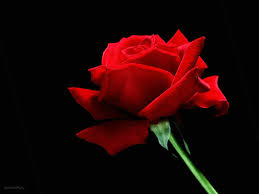 Enjoy and share your favorite beautiful hd wallpapers and background images. Red Rose Black Background Wallpaper Hd