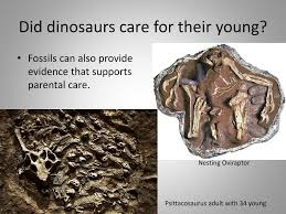 Howstuffworks.com contributors china has provided a large number of fossils to the. Ppt Dinosaurs Inference And Evidence Powerpoint Presentation Free Download Id 2144568