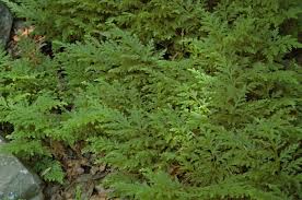 Image result for Selaginella molliceps