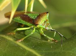 Applicator general, commercial pest control category, ornamental and turf plant pest control. Hemiptera Wikipedia