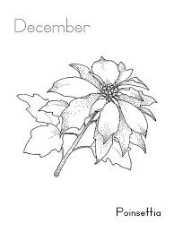 Dont panic , printable and downloadable free poinsettia coloring pages lookinglasstudio co we have created for you. Poinsettia Flower On December Coloring Page Download Print Online Coloring Pages For Free Color Nimbus