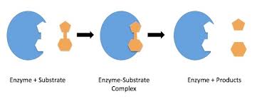 In this section, we take a closer look at how eukaryotic cells carry out mrna processing, which includes three major processes: Biotechnology Mechanism Of Enzyme Action