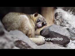 U u o y un total de 4 consonantes: Cusumbo Animalesextranos Youtube
