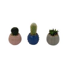 Hardware store, home goods store. Cactus Succulents Garden Center The Home Depot