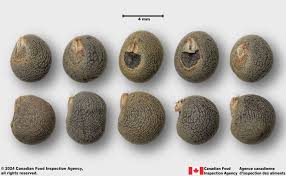 Image result for Abelmoschus esculentus