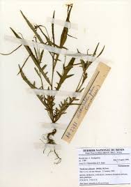 Image result for Turneraceae