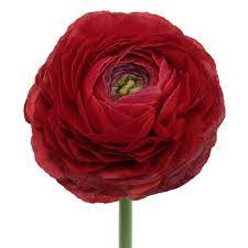 Fire Red Italian Cloony Ranunculus Fiftyflowers Com Flowers Mini Calla Lilies Red Flowers