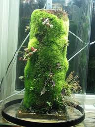 Nano Vivarium And Cabinets Orchids Orchid Photo Terrarium Plants