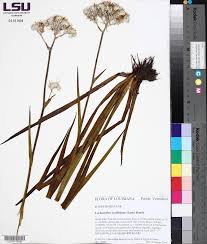 Image result for Fuirena sagittata