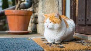 We did not find results for: Kenapa Kucing Bisa Pulang Sendiri Setelah Lama Meninggalkan Rumah Popmama Com