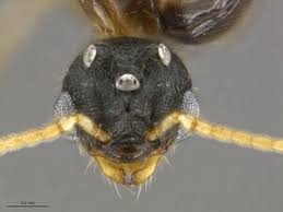 Image result for Polystachya bicarinata