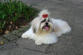 Teacup Shih Tzu Puppies For Sale In California Ca In 2020 Shih Tzu Puppy Teacup Shih Tzu Shih Poo Puppies