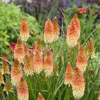 Image result for Gnidia hockii