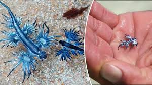 The blue dragon or glaucus atlanticus, in this post, one of the. If You Find This Blue Dragon Sea Slug Floating Around In The Oceans Don T Dare To Touch It Steemit