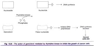 Gene Therapy Ex Vivo And In Vivo Gene Therapy With Diagram