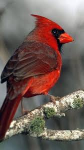 Gray Bird With Red Mohawk Cardinal Beautiful Birds Cardinal Birds Pet Birds