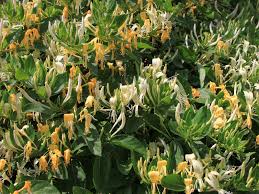 Image result for Sorghastrum fuscescens