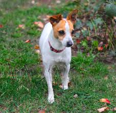 Located in strathtulloh victoria, just 30 minutes from melbourne. Mini Foxie Club Of Australia Dog Breed Club