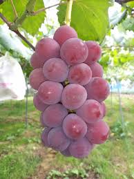 紅伊豆 - 販売品種の紹介 | 大河原ぶどう園