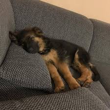 Comment Eduquer Son Chien En Seulement 15 Mins Par Jour Petohaku A Pour But De Vous Donner Tous Les Outils Pour Vous Chien Animaux Adorables Animaux Mignons