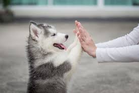 Strangest Emotional Support Animals Taken On Planes From Peacocks To Monkeys The Independent The Independent