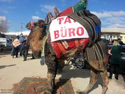Continuing our previous post about eating deve sucuk at the camel wrestling event, the post today will carry on the theme of camel appreciation, but we will be concentrating on the aesthetics rather than the flavours. Camel Wrestling A Cultural Experience The Best Of Bursa
