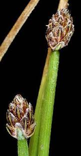 Image result for Eleocharis confervoides