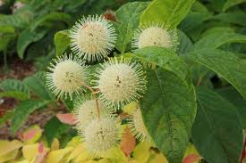 Cephalanthus sugar shack shrubs or button bushes are an amazingly compact shrub, known for their fragrant white flowers resembling pincushions that create a nice contract to the attractive glossy foliage. Cephalanthus Occidentalis Sugar Shack Buttonbush From Johnson Farms Inc