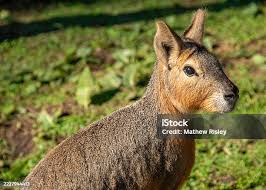 Image result for Dolichos junodii