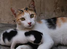 See actions taken by the people who manage and post content. The Calico Cat Cat Breeds Encyclopedia
