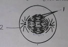 Printable animal cell diagram to help you learn the organelles in an animal cell in preparation for your test or quiz. The Diagram Represents A Stage During Cell Division Answer The Following I Name The Parts Labelled 1 2ii Identify The Above Stage And Give A Reason To Support Your Answer Iii Mention Where In