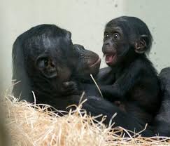 See more ideas about bonobo, primates, cincinnati zoo. Zoo Tierpark Berlin On Twitter Guten Morgen Mama Ich Bin Wach Und Du Bonobo Baby Leki Halt Mama Opala Auf Trab Zoo Berlin Bonobo Baby Http T Co Wmla7uzpkd